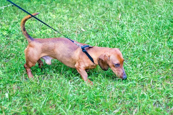 Salchicha Perro Marrón Con Correa Parque Durante Paseo — Foto de Stock