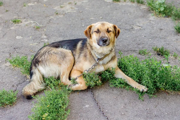 A dog on the chain in the yard of the farm for the protection of the territory