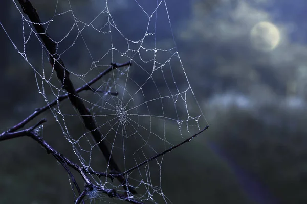 Cobweb Dew Drops Dark Mysterious Night Sky Full Moon — Stock Photo, Image
