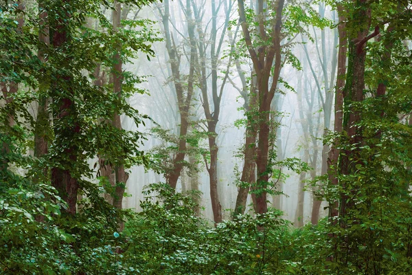 Dense fog in the forest. Mysterious atmosphere in the woods. Through the fog, trees are viewed