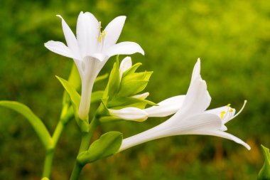 Hosta bahçede çiçek yatakta yeşil bulanık arka plan üzerinde beyaz çiçekler