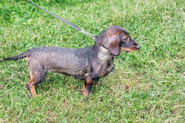 Siyah wetr köpek dachshund yağmurlu havalarda yürürken parkta tasma