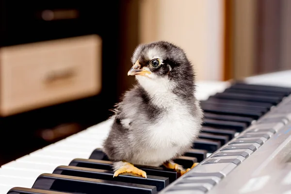 Piyano Tuşları Üzerinde Siyah Küçük Tavuk Müzik Ilk Adımda Öğrenme — Stok fotoğraf