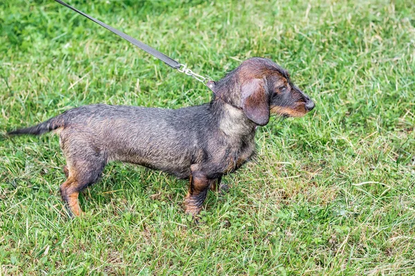 Siyah wetr köpek dachshund yağmurlu havalarda yürürken parkta tasma