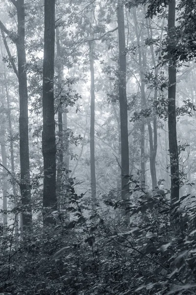 Manhã Enevoada Floresta Imagem Preto Branco — Fotografia de Stock