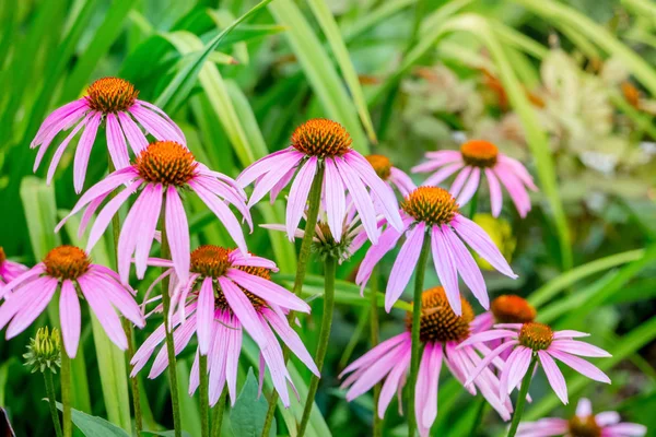 Echinacea Flowers Green Leaves Sunny Summer Day — Stock Photo, Image
