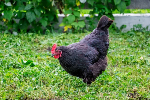 A black chicken in the gardens of a farmer in the grass is looking for food