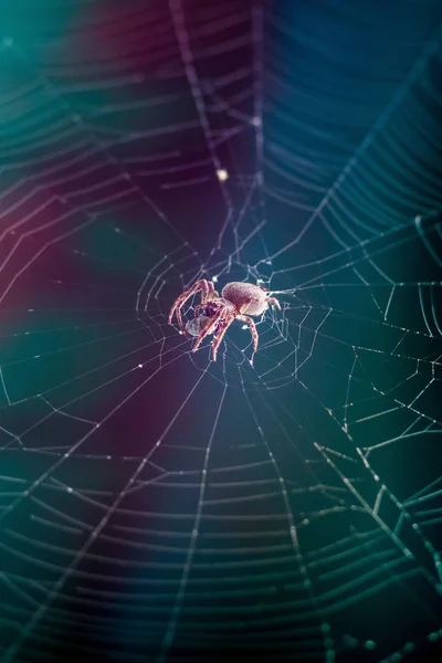 Uma Aranha Centro Teia Aranha Envolve Vítima Num Casulo Spide — Fotografia de Stock