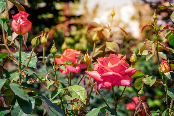 Rudá Růže Záhon Slunečného Letního Dne — Stock fotografie