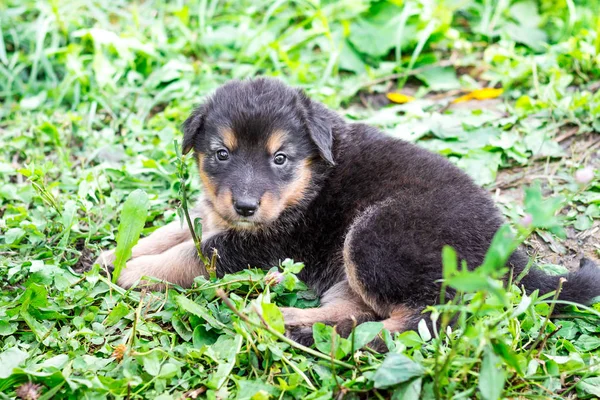 草の上に座っている小さな黒い孤独な子犬 — ストック写真