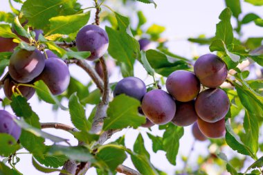 Bir ağaç dalı güneşli yaz gününde üzerinde olgunlaşmış sulu Erik