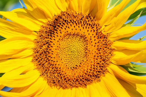 Virág Napraforgó Egy Ragyogó Napsütéses Napon Közelről — Stock Fotó