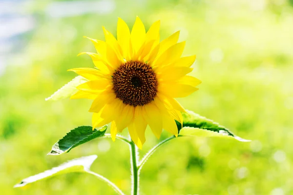 Flower of sunflower on a light background on a sunny summer day