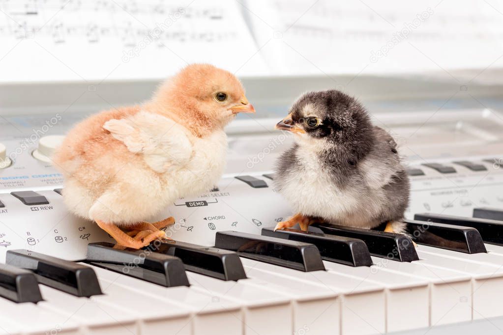Two chicks on the piano keys. Performing a musical play with a duet. Young musicians