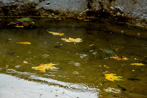 Gelbe Ahornblätter Wasser Des Flusses Während Des Regens Regentag Herbst — Stockfoto