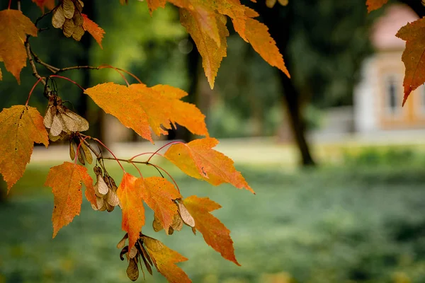 Branch with orange maple leaves in a city park