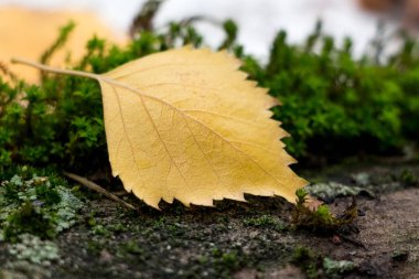 Sarı yaprak yol üzerinde bir huş sonbaharda