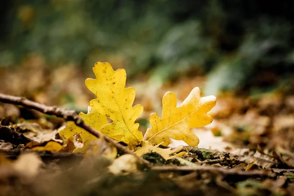 Yellow Oak Leaves Ground Autumn Sunny Day — Stock Photo, Image