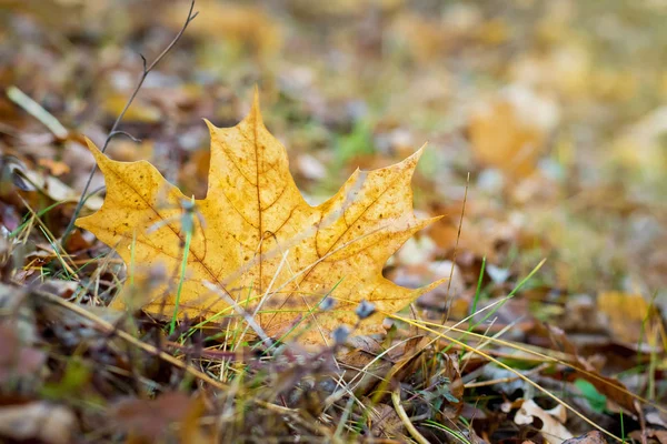 Pobočka Habr Žluté Listí Podzim — Stock fotografie