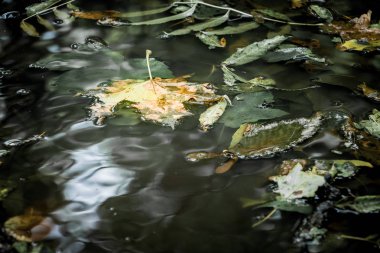 Yağmurlu havalarda karanlık su yüzeyinde sonbahar yaprakları