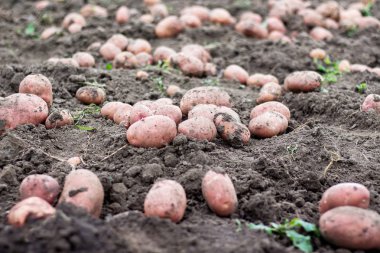 Büyük patates yumrular yere. Patates hasat