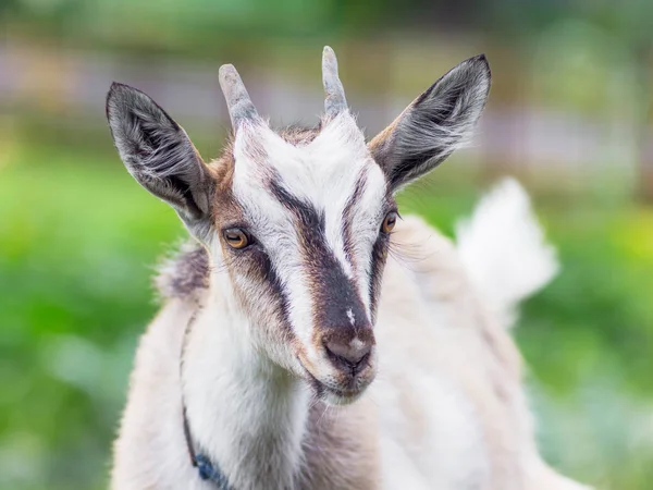 Een Klein Jong Geitje Met Horens Een Groene Onscherpe Achtergrond — Stockfoto