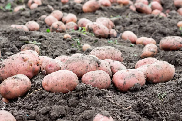 Большие Картофельные Клубни Земле Крупный План Хороший Урожай Картофеля — стоковое фото