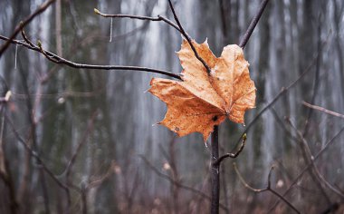 Yalnız kuru yaprak akçaağaç ağaç dal. Geç sonbaharda