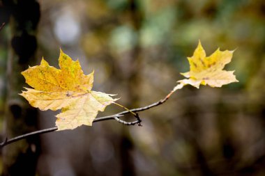 Sarı akçaağaç ağaç ormanda karşı bırakır. Ormanda geç sonbaharda