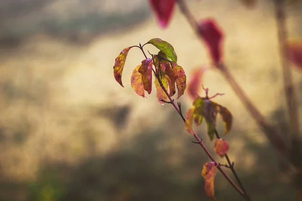 Větev Podzimní Barevné Listí Kapky Rosy — Stock fotografie