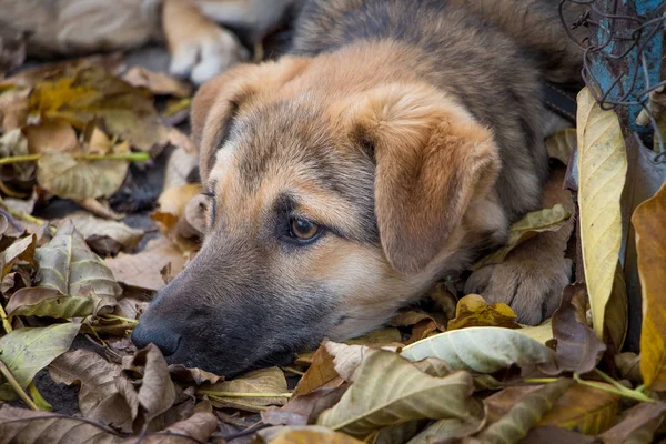 Chien Domestique Repose Sur Tas Feuilles Jaunes Sèches Automne Est — Photo