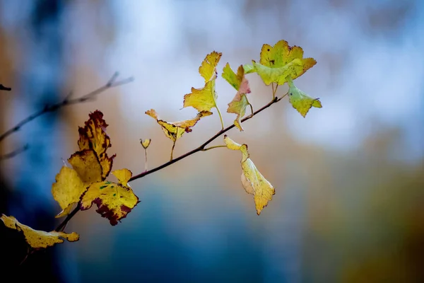 Zweig Mit Bunten Herbstblättern Auf Verschwommenem Hintergrund — Stockfoto