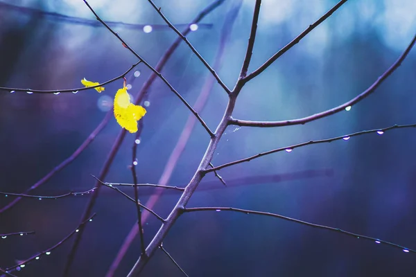 Feuille Jaune Solitaire Sur Une Branche Humide Arbre Sur Fond — Photo