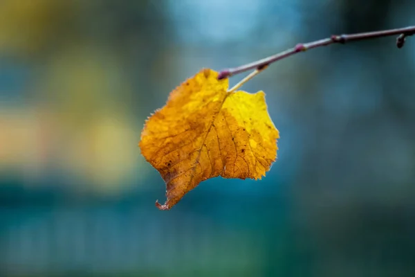 Osamělý Žlutý List Větvi Rozmazané Pozadí Podzimní Čas Lese — Stock fotografie