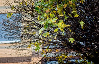 Son bir şehir evin arka planda bir ağaç yaprak