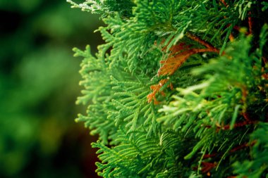 Mazı (bitki) Güz çok renkli yaprakları bulanık bir arka plan üzerinde