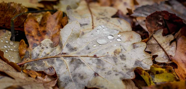 Regentropfen Auf Einem Eichenblatt Herbsttrockenes Laub Auf Dem Boden — Stockfoto