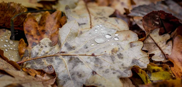 Gotas Chuva Uma Folha Carvalho Outono Folhas Secas Chão — Fotografia de Stock