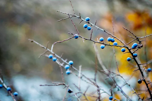 Grenar Slån Med Blå Bär Bakgrunden Floden Höst — Stockfoto