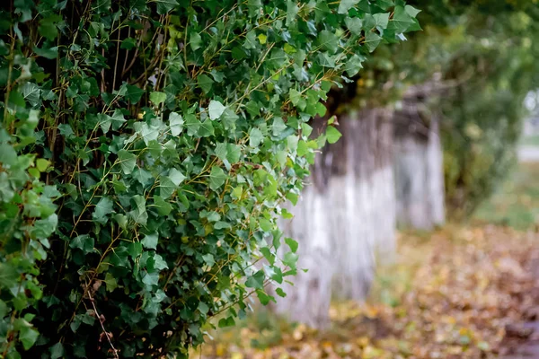 秋に地面に葉を乾燥ブラウンの背景にポプラの緑 — ストック写真