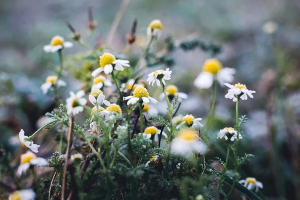 Witte Madeliefjes Bedekt Met Vorst Onderlinge Aanpassing Van Winter — Stockfoto