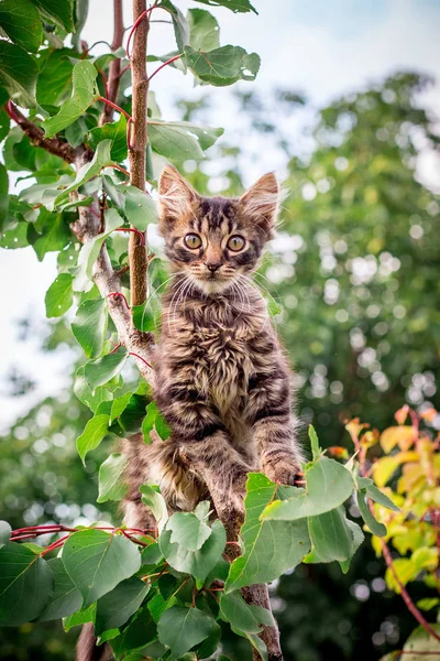 표정으로 줄무늬 고양이 나무에 — 스톡 사진