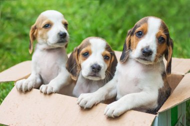 Üç yavru Estonya hounds bir karton kutu vardır. Satılık saf yetiştirilmiş köpekler