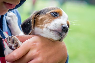 Çocuk bir köpek yavrusu doğurmak bir Estonyalı hound ellerinde tutar. Hayvanlar için sevgi tezahürü