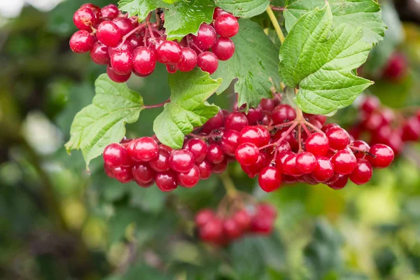 Guelder Gül Yeşil Yaprak Arasında Kırmızı Olgun Meyveler — Stok fotoğraf