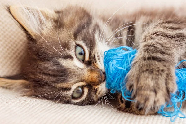 Pequeno Gatinho Listrado Com Monte Fios Azuis — Fotografia de Stock