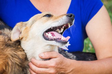 Bir kadın sevgili köpeği okşadı. Onun metresi sadık köpeğe