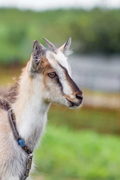 Een Jonge Geit Met Horens Een Onscherpe Achtergrond — Stockfoto