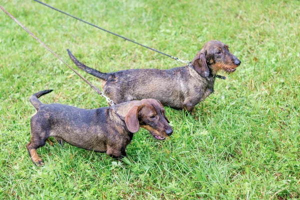 Dos Perros Raza Salchicha Correa Durante Paseo Tiempo Lluvioso — Foto de Stock