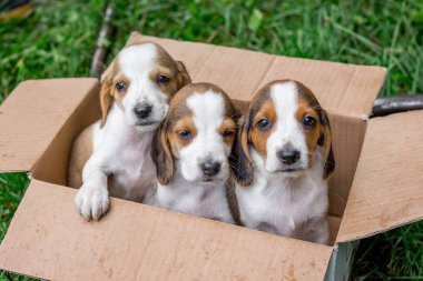 Safkan yavru Estonya hounds bir karton kutu vardır. Genç köpekler satışı